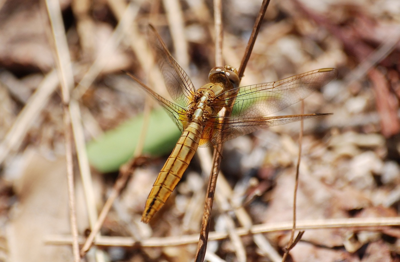 Parliamo di: Scheda Crocothemis erythraea